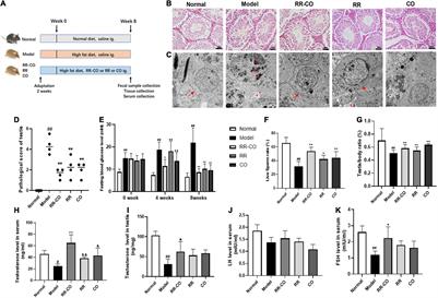 The Herb Pair Radix Rehmanniae and Cornus Officinalis Attenuated Testicular Damage in Mice With Diabetes Mellitus Through Butyric Acid/Glucagon-Like Peptide-1/Glucagon-Like Peptide-1 Receptor Pathway Mediated by Gut Microbiota